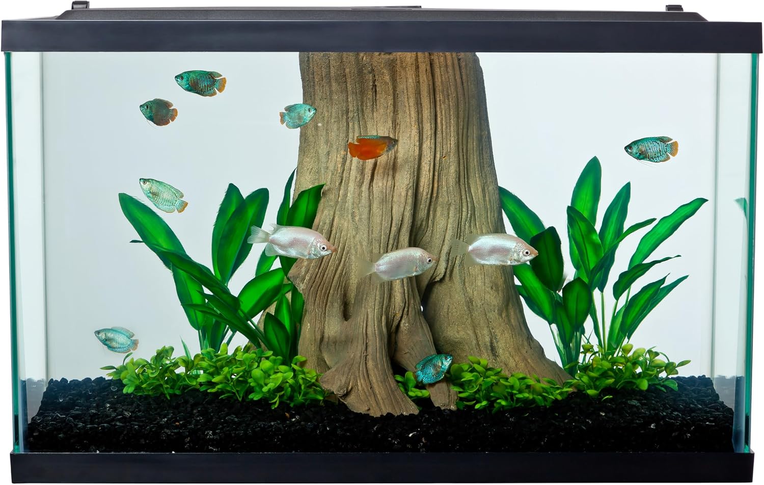 Nomoreef 55 Gallon Rectangular Glass Aquarium, Large Fish Tank for Home